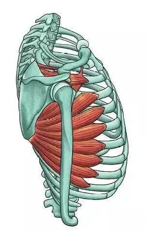三个动作打造前锯肌雕刻好胸型