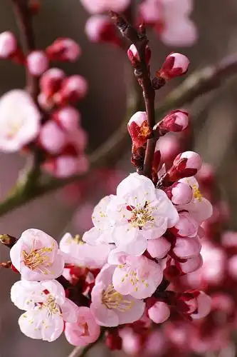 杏花大多成簇状开放,一簇挤在一起的,开花时无叶,花瓣大多单数5瓣