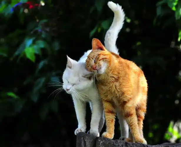 它们似乎明白了什么,在我的镜头面前不断的变换姿势,摆颇似,秀恩爱,让