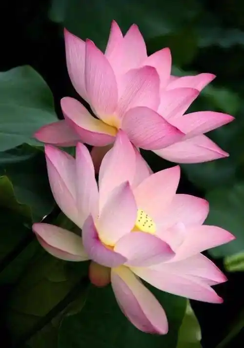 佛教有"花开见佛性"的说法,这里的花指的就是莲花.