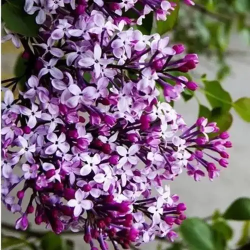 丁香花的样子图片(丁香花的样子图片花语笔画简笔画)_植物知识网