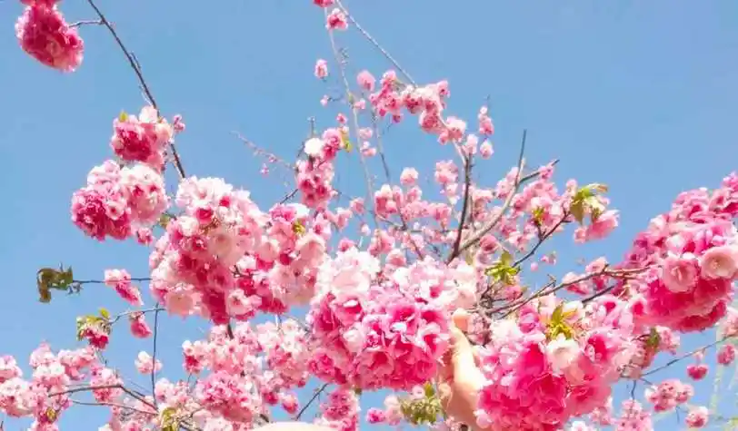 英国"黑化"的牵牛,是世上最黑的花吗?