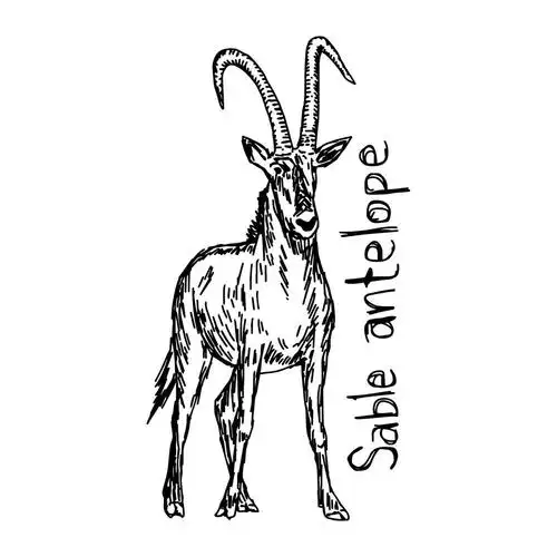 羚羊,矢量,插画,素描,黑色,线条,隔绝,白色背景,背景