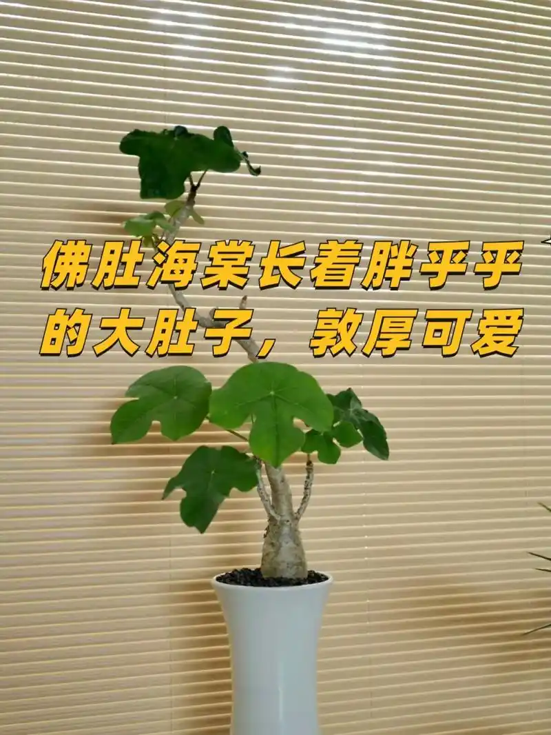 佛肚海棠的养殖方法和注意事项.