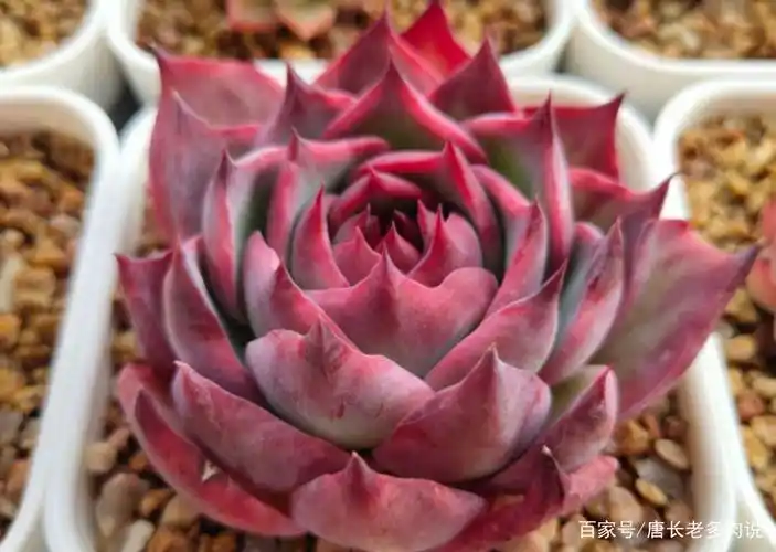 出状态的惊鸿仙子