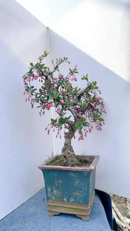 垂丝海棠盆景