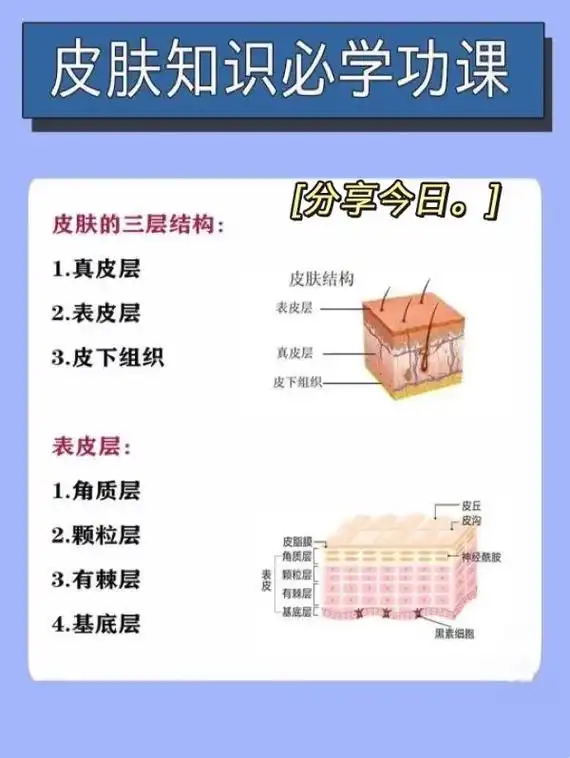 5张图带你了解皮肤的结构 皮肤的三层结构 #干货分享 #知识 - 抖音