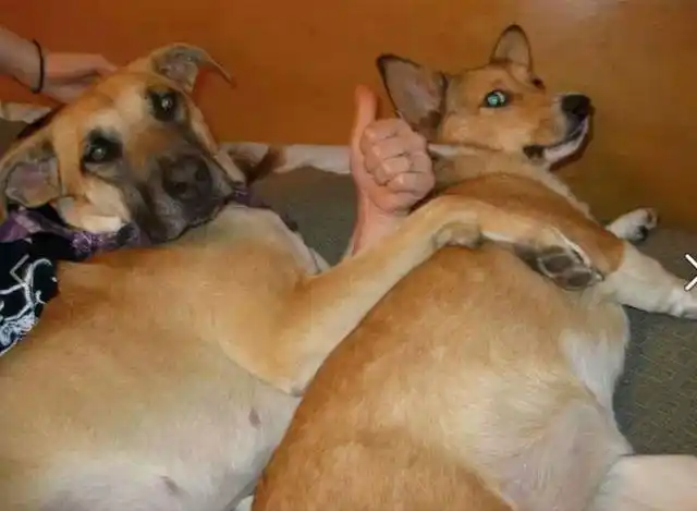 让人笑趴的汪星人借位摄影