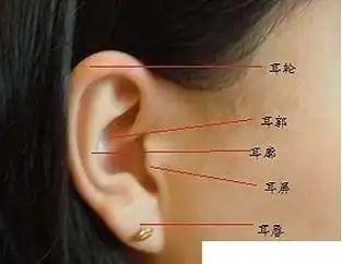 紫微斗数结合面相(06):耳|东来紫微网