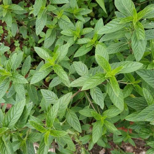 薄荷四川川土春天刚长出来新鲜嫩苗精品带土绿植