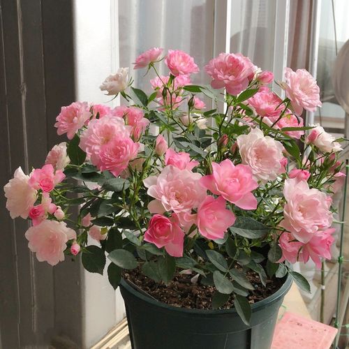 天荷繁星灌木月季花苗庭院阳台朱丽叶盆栽蓝色风暴棒棒糖微月花卉