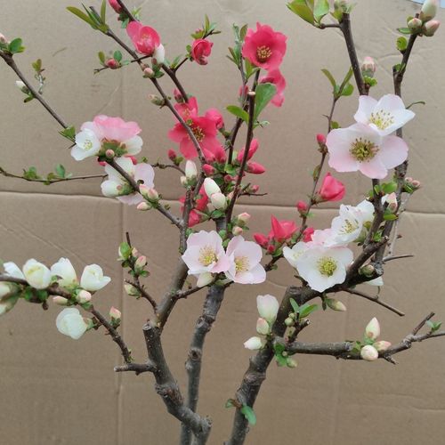 复色海棠东洋锦东阳锦海棠盆栽四季海棠阳台庭院耐寒