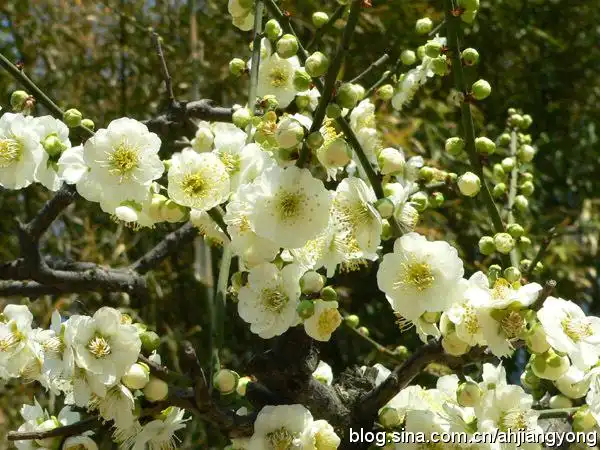 15:33:16)别名:绿梅,白梅花,绿梅花种名:梅花科属:蔷薇科,李属绿萼梅
