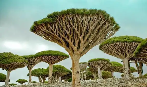 世界上最奇怪的5种树,长相奇特被认为来自外星,究竟是何来历?