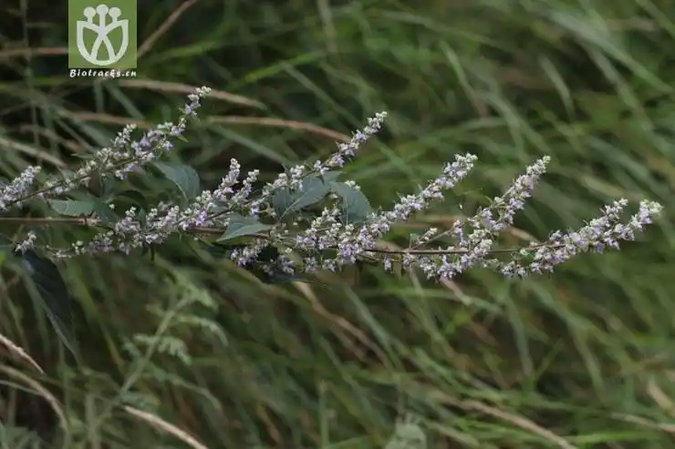 毛萼香茶菜(isodon eriocalyx) (0).jpg 相邻时间拍摄的照片      张