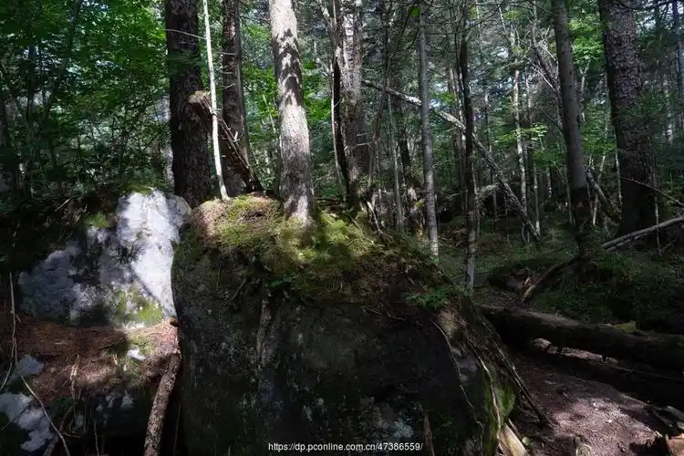 长白山地下森林