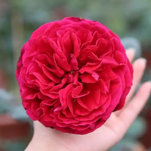 月季品种,2009年由法国meiland以alain souchon(皇家胭脂)为名字推出