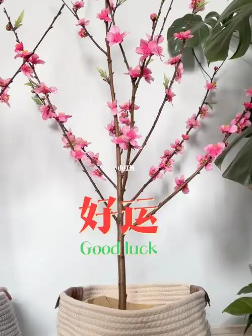 diy桃花盆栽象征美好生活桃花运
