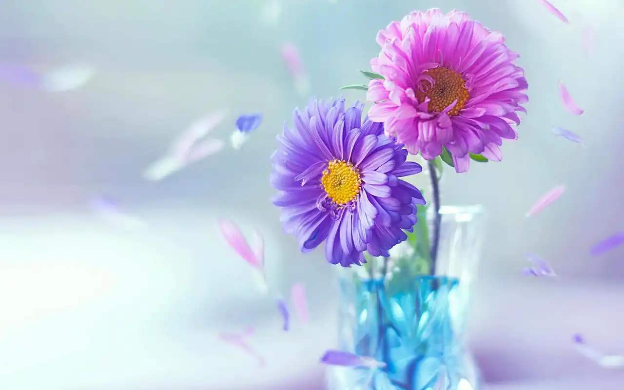 文艺治愈系小清新唯美花卉高清壁纸高清大图预览1920x1200_植物壁纸