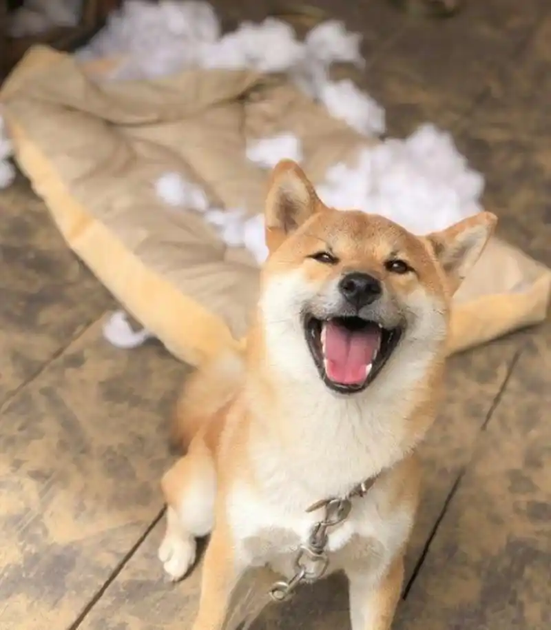 调皮狗子表面上笑得很开心,其实内心非常慌