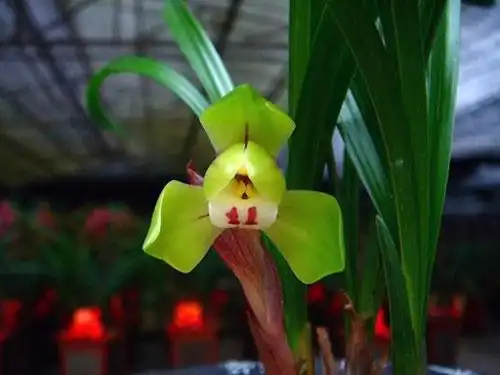 中国兰花品种介绍及花卉图片大全