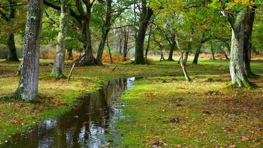 绿色自然风景图片