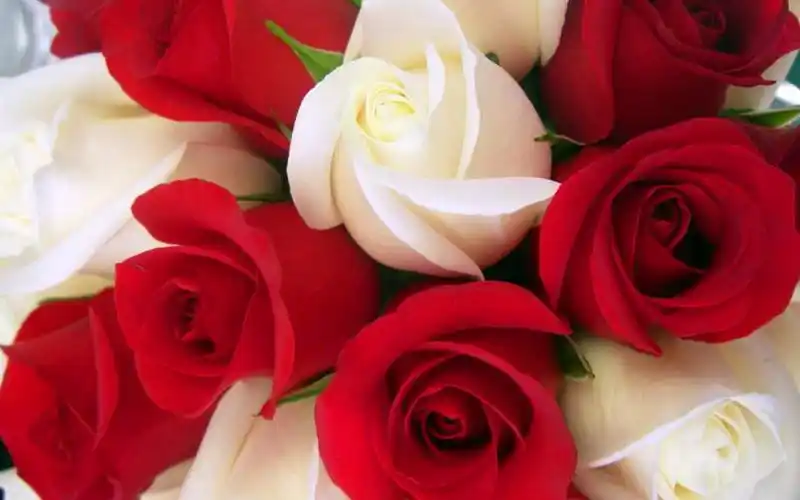 唯美玫瑰花花卉小清新高清桌面壁纸