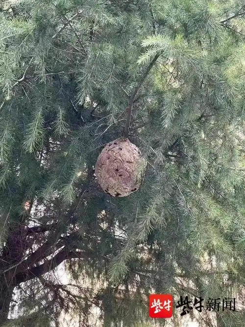 脸盆大的马蜂窝藏身生活区树上南京江北民警全副武装摘掉它