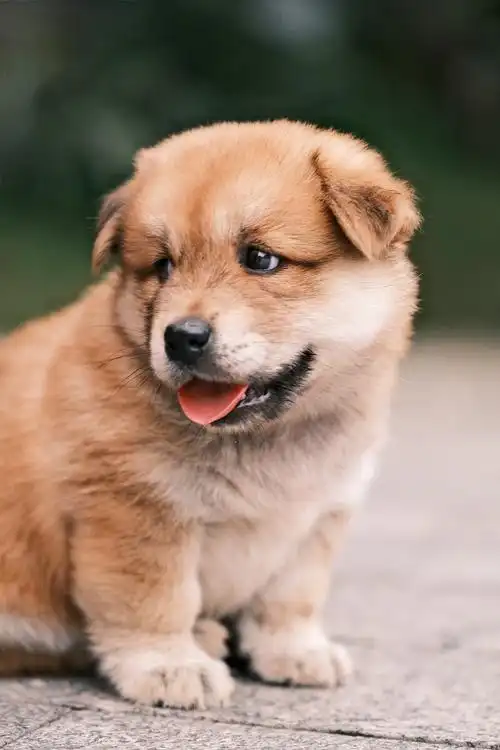 可爱的中华田园犬