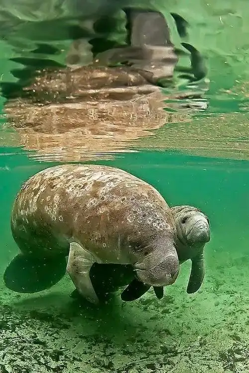 白士祥为您呈现"我爱大自然"之329 : 海牛