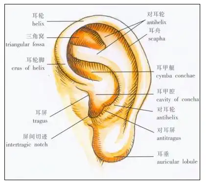 中耳内耳外耳解剖图谱-人体解剖图