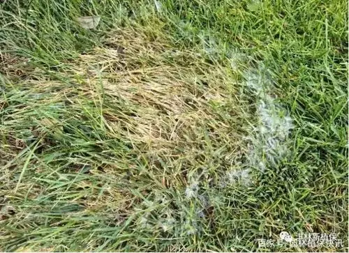 草坪夏季病害之褐斑病专题篇!