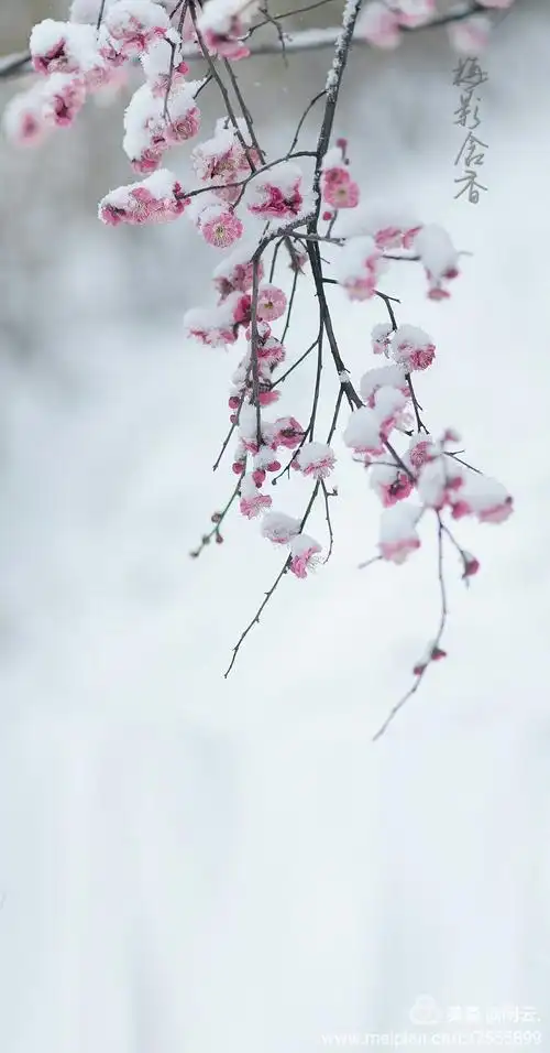 梅花傲雪