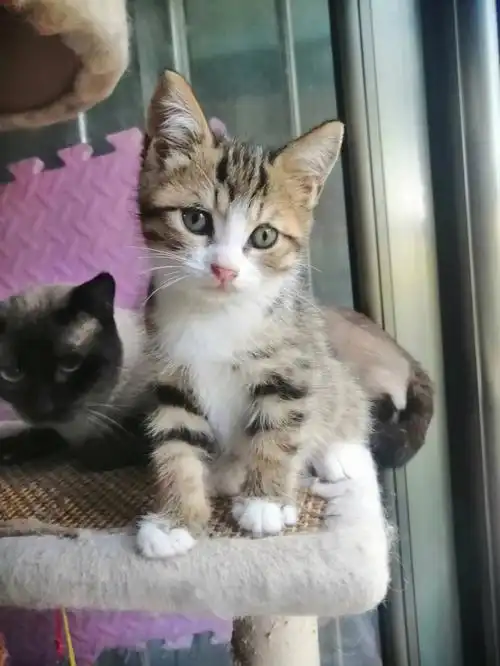 两个月美短串串好可爱坐标门头沟