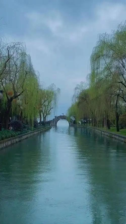 春雨润江南新柳迎风飘美景
