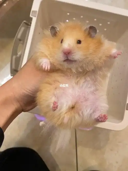 面纹蜜mm领养特别肥一只体重192g