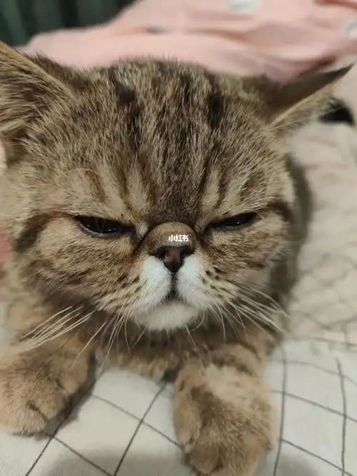 我的加菲是串吗