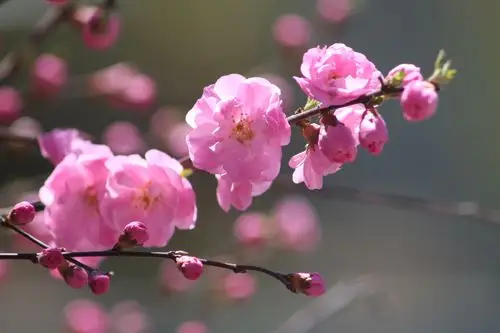 桃花杏花竞芬芳(珍藏版)