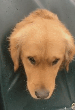 主人带金毛回家过年,风吹雪大,高速路上怀疑狗生