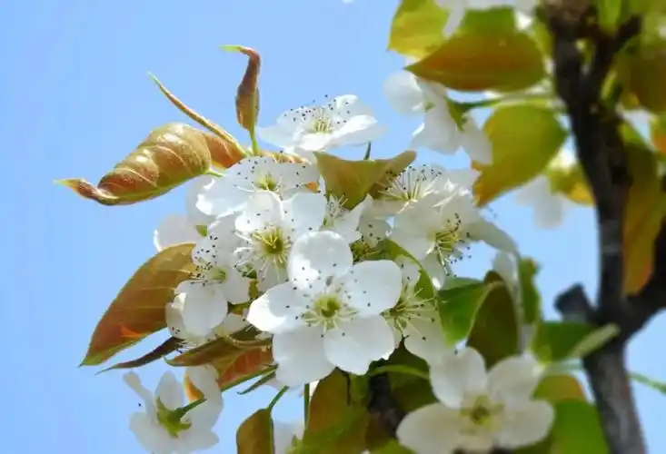 夏津县田庄乡东滕庄村梨花怒放迎客来