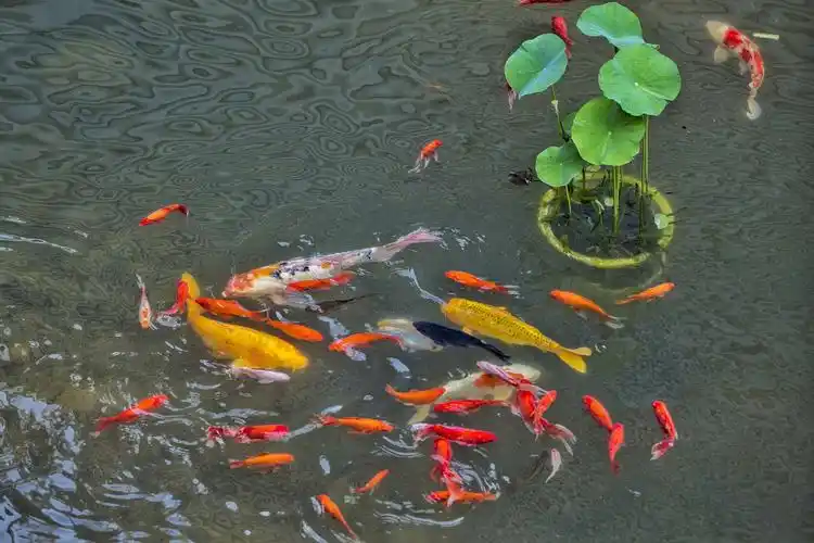 夏日观鱼———活水公园鱼塘景观鱼实拍