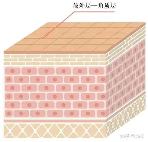 99%的人都误解的角质层问题,你知道吗?(女神篇)