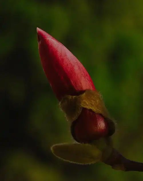 含苞待放的玉兰花