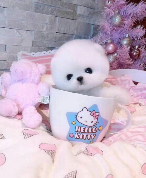 一折狗活体幼犬_纯种博美活体幼崽长不大的宠物小型俊介好养杯子小狗