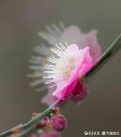 创意拍摄梅花构建虚实相间意境