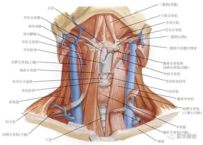 填图题颈肌的解剖前面观