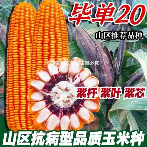 毕单20紫杆紫叶黄玉米种子稳产杂交玉米种大包谷种子粮食玉米种子