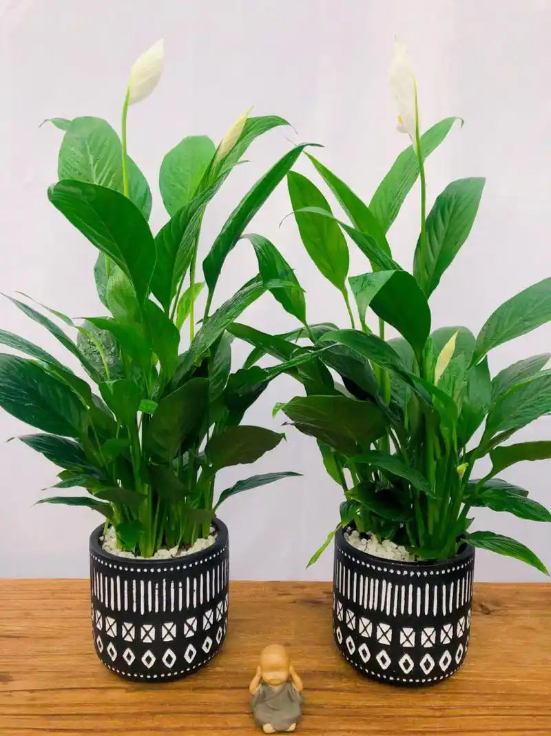 一帆风顺这样养!