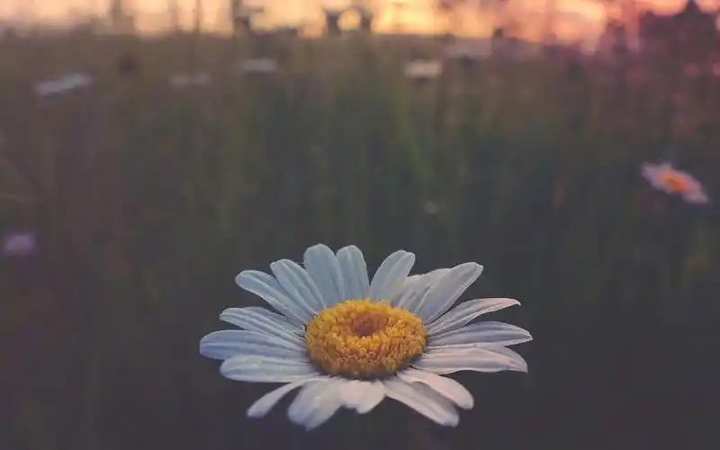 小清新植物花卉唯美摄影高清壁纸