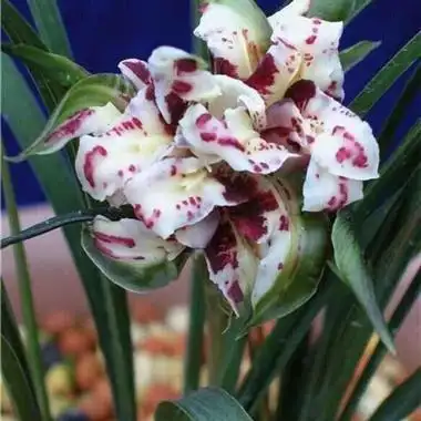 春兰 盛世牡丹 3苗 - 中国兰花交易网